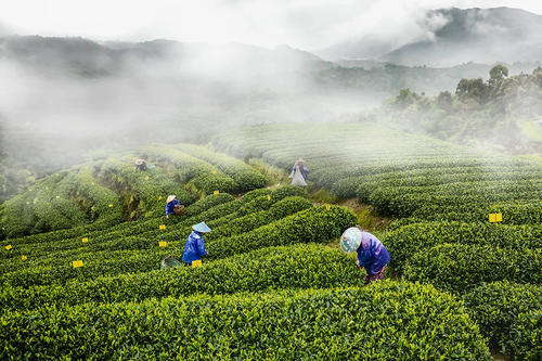 故乡的茶山