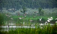 溱湖我们的湿地家园