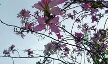 又是一年紫荆花开时