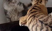 一只小老虎的烦恼