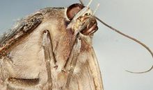 假如我变成了一只飞蛾