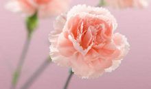 让亲情之花绽放