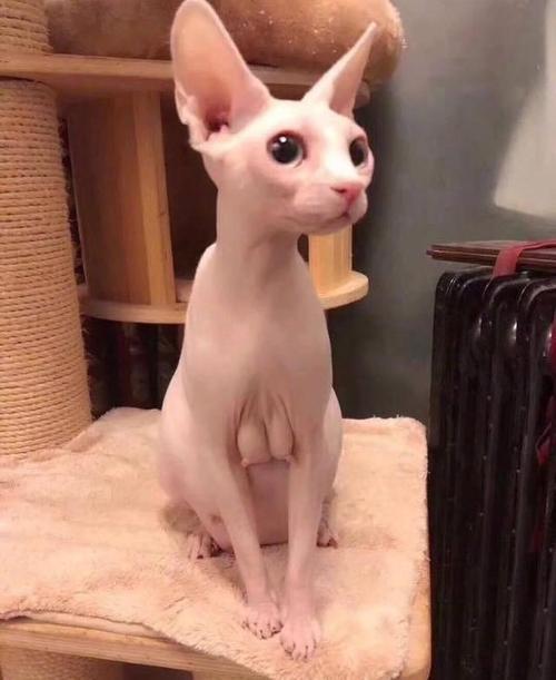 我的“奶奶”猫