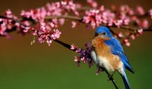 一群小鸟的命运