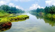 溱湖美丽的湿地公园