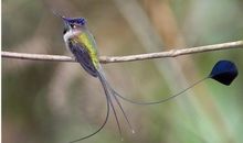 我还想做一只鸟的孩子