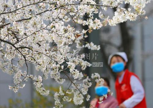 与您一起欣赏樱花