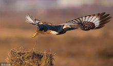 我还想做鹰的孩子