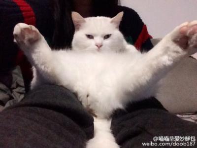 胡茂茂，读完李图图
