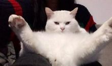 胡猫猫和李兔兔读后感