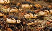 从行军蚁身上获得的启示