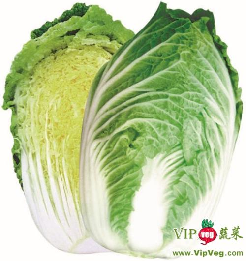 悲伤的白菜种子