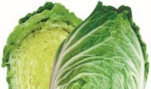 伤心的白菜种子