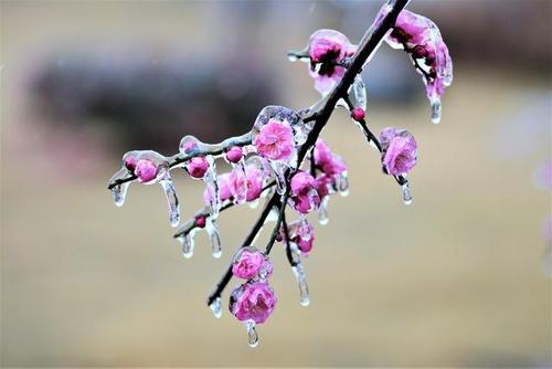 我与雪花有协议