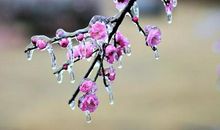 我和雪花有个约定