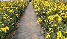 与秋菊的不期而遇