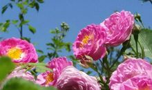 一路花香，一路微笑