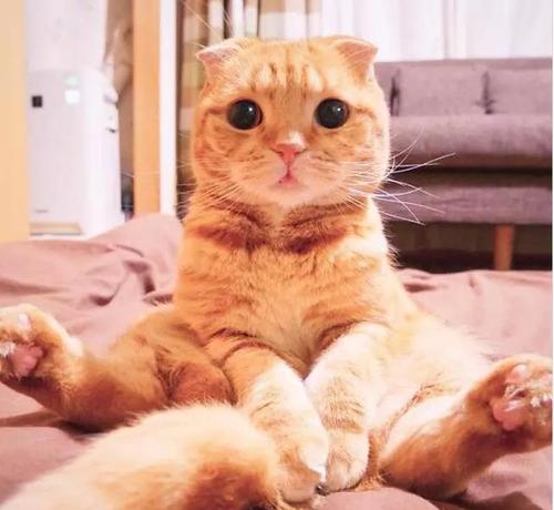 我们的小猫大宝