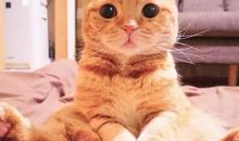 我们家的小猫——大宝