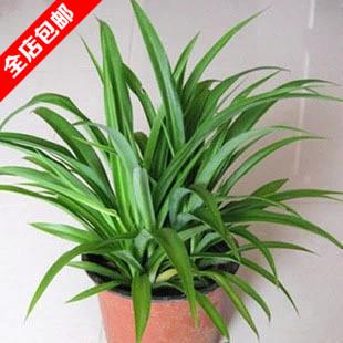 蜘蛛植物自述文件