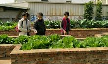 玲玲阿姨的菜园