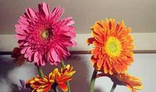 如花儿般的相遇