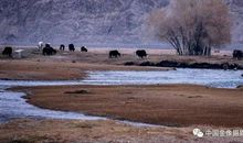 新疆我想对你说