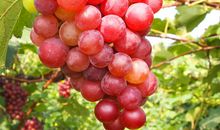 第一次采葡萄记