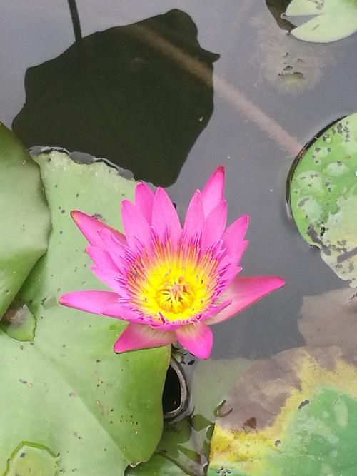 华南植物园一日游