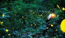 读萤火虫新闻有感