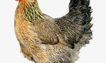 我们家的小母鸡