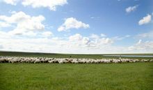 难忘的草原之行