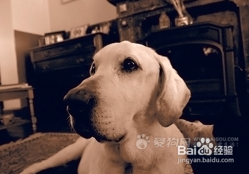 狗语