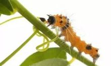 来一场打飞蛾比赛