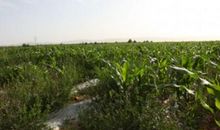 种上心灵的庄稼