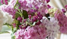 那一朵悄然绽放的花