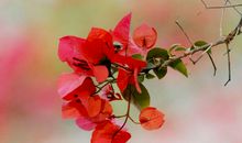 我以三角梅为知己