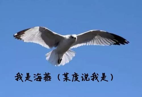 选择成为海燕