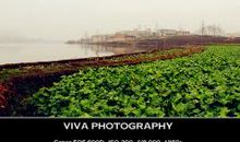 外婆家门前的花