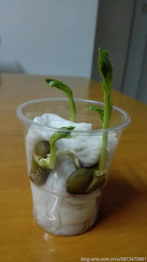 蚕豆生长