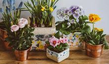 我的“小伙伴们”——花