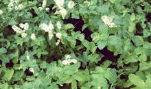 角落里的薄荷草