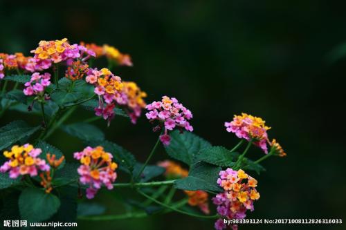 角落里的小野花