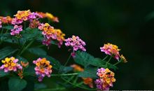 墙角的那丛小野花