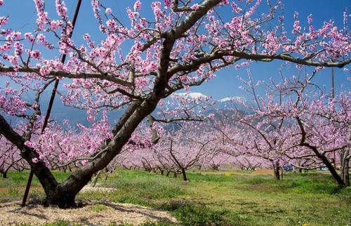 桃花岛