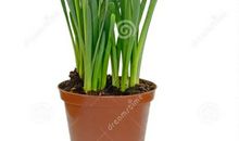 储藏室里的水仙花