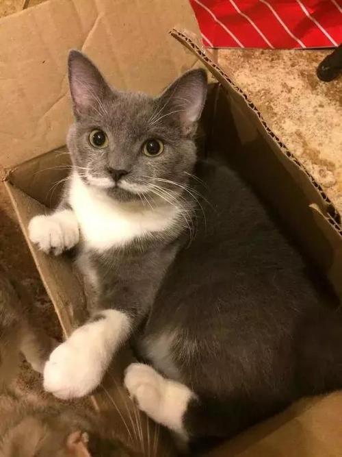 奇怪的小猫