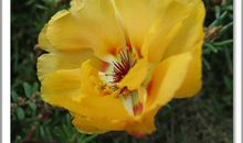 一颗豆粒读后感