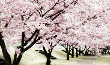 落的是花而是心