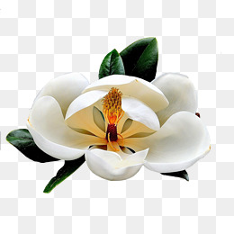 那个大木兰